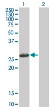 Monoclonal Anti-TSSK3 antibody produced in mouse clone 3G8, purified immunoglobulin, buffered aqueous solution