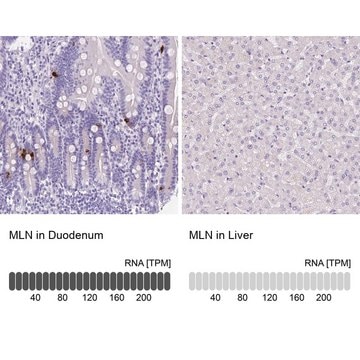 Anti-MLN antibody produced in rabbit Prestige Antibodies&#174; Powered by Atlas Antibodies, affinity isolated antibody, buffered aqueous glycerol solution