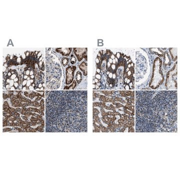 Anti-MDH2 antibody produced in rabbit Prestige Antibodies&#174; Powered by Atlas Antibodies, affinity isolated antibody, buffered aqueous glycerol solution