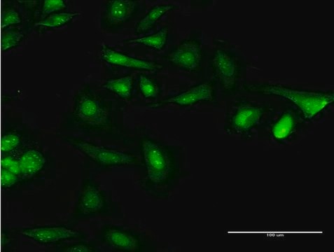 Monoclonal Anti-CAMLG, (N-terminal) antibody produced in mouse clone 3F12, purified immunoglobulin, buffered aqueous solution