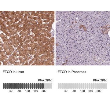 Anti-FTCD antibody produced in rabbit Prestige Antibodies&#174; Powered by Atlas Antibodies, affinity isolated antibody, buffered aqueous glycerol solution