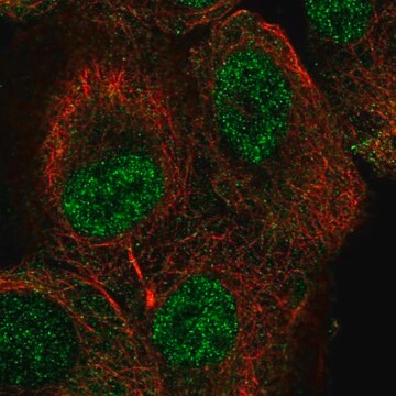 Anti-TUT1 antibody produced in rabbit Prestige Antibodies&#174; Powered by Atlas Antibodies, affinity isolated antibody