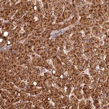 Anti-C16orf46 antibody produced in rabbit Prestige Antibodies&#174; Powered by Atlas Antibodies, affinity isolated antibody, buffered aqueous glycerol solution