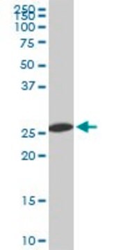 Monoclonal Anti-PSMA8 antibody produced in mouse clone 2E3, ascites fluid