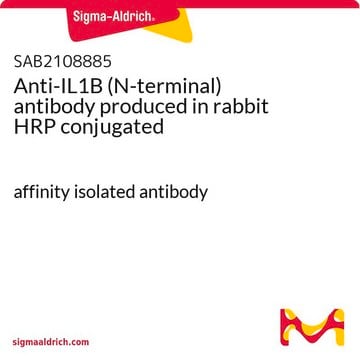 Anti-IL1B (N-terminal) antibody produced in rabbit HRP conjugated affinity isolated antibody