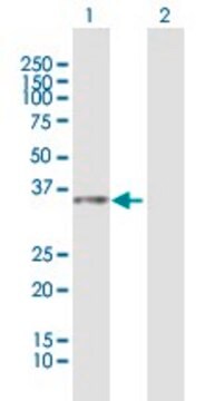 Anti-LOC112937 antibody produced in mouse purified immunoglobulin, buffered aqueous solution