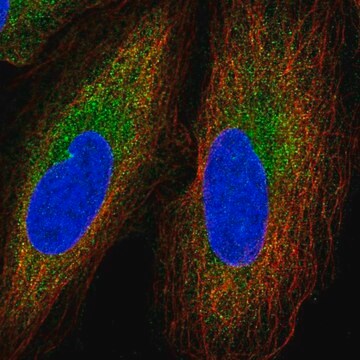 Anti-GGNBP2 antibody produced in rabbit Prestige Antibodies&#174; Powered by Atlas Antibodies, affinity isolated antibody