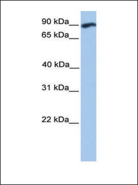 Anti-WDFY3 antibody produced in rabbit affinity isolated antibody