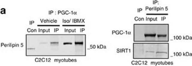 Anticorpo anti-Sirt1(Sir2) Upstate&#174;, from rabbit