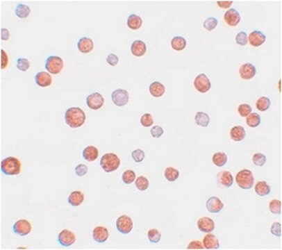 Anti-TCF12 Antibody from rabbit, purified by affinity chromatography