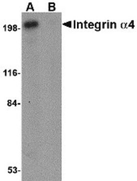 Anti-Integrin alpha 4 antibody produced in rabbit affinity isolated antibody