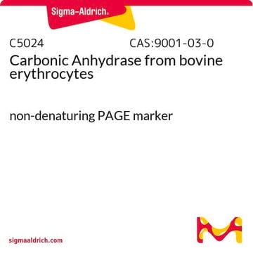 Anhydrase carbonique from bovine erythrocytes non-denaturing PAGE marker