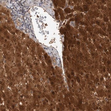 Anti-RHPN1 antibody produced in rabbit Prestige Antibodies&#174; Powered by Atlas Antibodies, affinity isolated antibody, buffered aqueous glycerol solution, Ab2