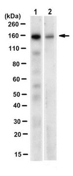 Anti-TKS5 Antibody, clone 13H6.3 clone 13H6.3, from mouse