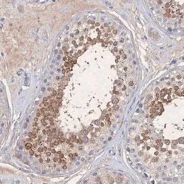 Anti-C11orf58 antibody produced in rabbit Prestige Antibodies&#174; Powered by Atlas Antibodies, affinity isolated antibody, buffered aqueous glycerol solution