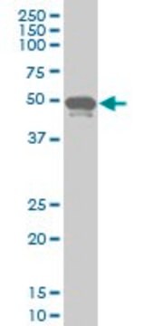 ANTI-PHF1 antibody produced in mouse clone 4F5, purified immunoglobulin, buffered aqueous solution