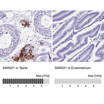 Anti-SMIM21 antibody produced in rabbit Prestige Antibodies&#174; Powered by Atlas Antibodies, affinity isolated antibody, buffered aqueous glycerol solution