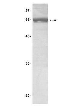 MAPKAP Kinase 2 Protein, inactive, 50 g Unactive, For use in Kinase Assays.