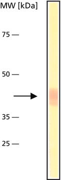 Anti-Actin antibody produced in rabbit whole antiserum