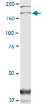 Monoclonal Anti-DOCK1 antibody produced in mouse clone 3D10, purified immunoglobulin, buffered aqueous solution