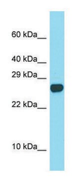 Anti-Spaca3 (C-terminal) antibody produced in rabbit affinity isolated antibody