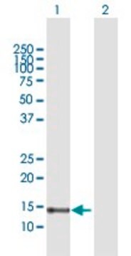 Anti-FABP7 antibody produced in rabbit purified immunoglobulin, buffered aqueous solution