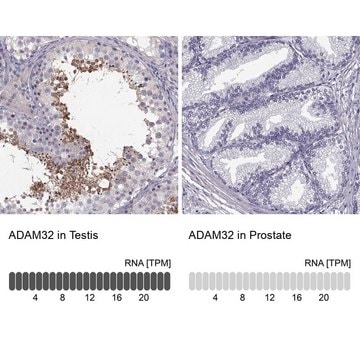 Anti-ADAM32 antibody produced in rabbit Prestige Antibodies&#174; Powered by Atlas Antibodies, affinity isolated antibody, buffered aqueous glycerol solution