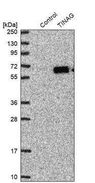 Anti-TINAG antibody produced in rabbit Prestige Antibodies&#174; Powered by Atlas Antibodies, affinity isolated antibody, buffered aqueous glycerol solution