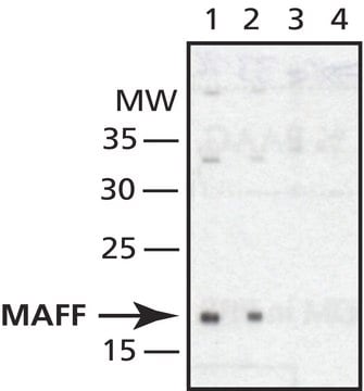 Anti-MAFF (N-terminal) antibody produced in rabbit IgG fraction of antiserum, buffered aqueous solution