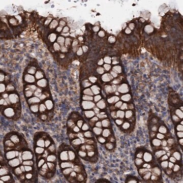 Anti-MRPL42 antibody produced in rabbit Prestige Antibodies&#174; Powered by Atlas Antibodies, affinity isolated antibody, buffered aqueous glycerol solution