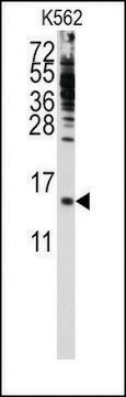 Anti-PFDN6 (C-term) antibody produced in rabbit saturated ammonium sulfate (SAS) precipitated, buffered aqueous solution