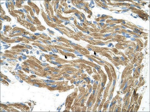 Anti-HAL antibody produced in rabbit affinity isolated antibody