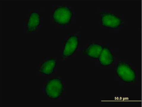 Anti-FANCM antibody produced in mouse purified immunoglobulin, buffered aqueous solution