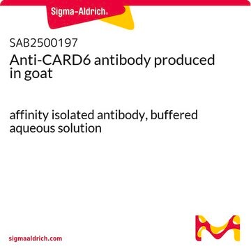 Anti-CARD6 antibody produced in goat affinity isolated antibody, buffered aqueous solution