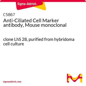 Anti-Ciliated Cell Marker antibody, Mouse monoclonal clone LhS 28, purified from hybridoma cell culture