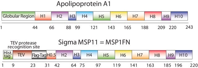 Membrane Scaffold Protein 1FN recombinant, expressed in E. coli, buffered aqueous solution