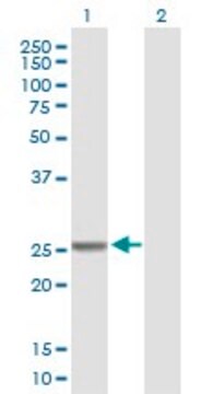 Anti-GSTM4 antibody produced in mouse purified immunoglobulin, buffered aqueous solution