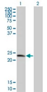 Monoclonal Anti-TPD52 antibody produced in mouse clone 1B6, purified immunoglobulin, buffered aqueous solution