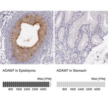 Anti-ADAM7 antibody produced in rabbit Prestige Antibodies&#174; Powered by Atlas Antibodies, affinity isolated antibody, buffered aqueous glycerol solution