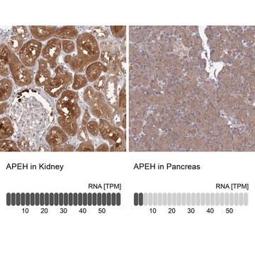 Anti-APEH antibody produced in rabbit Prestige Antibodies&#174; Powered by Atlas Antibodies, affinity isolated antibody, buffered aqueous glycerol solution, ab3