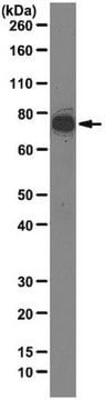 Anti-EBNA2 Antibody, clone R3 clone R3, from rat