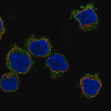 Anti-Mlnr Antibody Produced In Rabbit Prestige Antibodies&#174; Powered by Atlas Antibodies, affinity isolated antibody, buffered aqueous glycerol solution