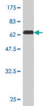 Monoclonal Anti-PEX10 antibody produced in mouse clone 1B8, purified immunoglobulin, buffered aqueous solution