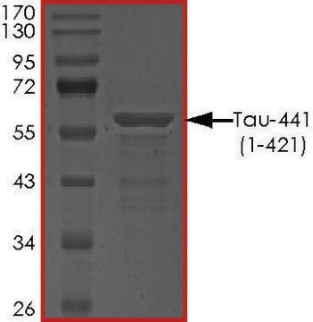 TAU-441 (1-421) Protein recombinant