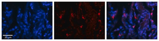 Anti-DHX30 antibody produced in rabbit affinity isolated antibody