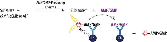 Transcreener&#174; AMP2/GMP2 TR-FRET Assay