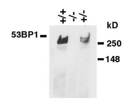 Anticuerpo anti-53BP1, clon BP18 ascites fluid, clone BP18, Chemicon&#174;