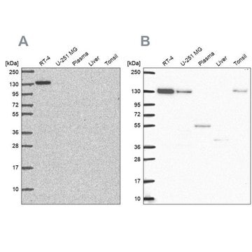 Anti-CAND1 antibody produced in rabbit Prestige Antibodies&#174; Powered by Atlas Antibodies, affinity isolated antibody