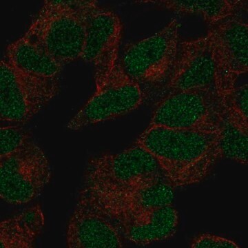 Anti-POLR3D antibody produced in rabbit Prestige Antibodies&#174; Powered by Atlas Antibodies, affinity isolated antibody