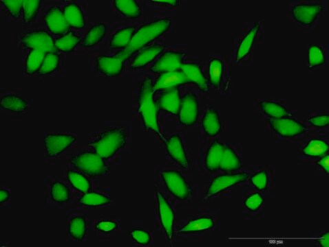 Anti-CUL1 antibody produced in rabbit purified immunoglobulin, buffered aqueous solution